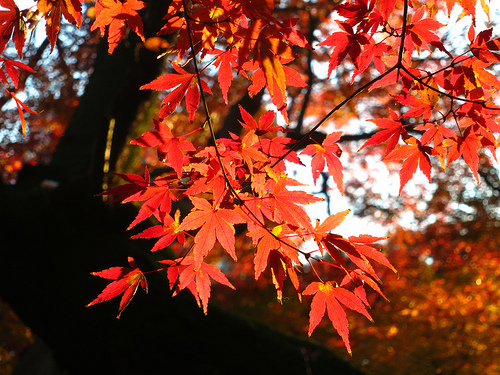 小石川後楽園の紅葉を撮り比べ