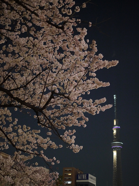 夜桜と半灯スカイツリー