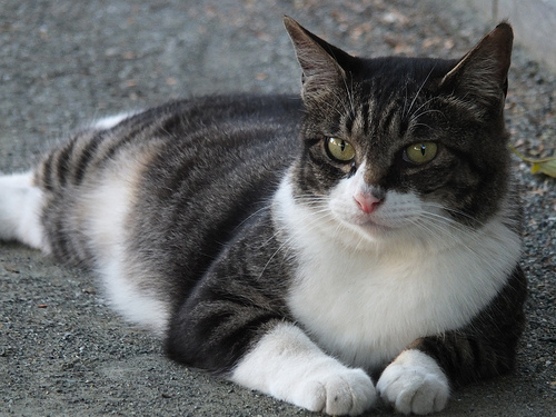 FUJIFILM X-S1 猫顔認識・ローアングル・望遠・連写で猫撮影に便利