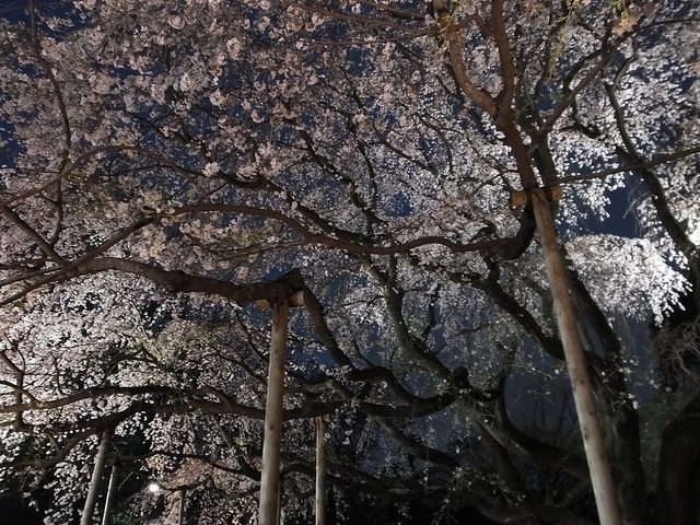 FinePix HS50EXRで撮影する上野の桜と鳥と六義園の夜桜
