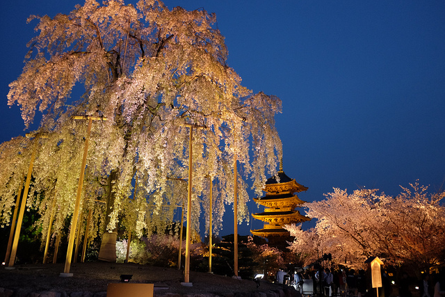 春の京都 岡崎桜回廊・円山公園・東寺・二条城 夜桜ライトアップは幻想的