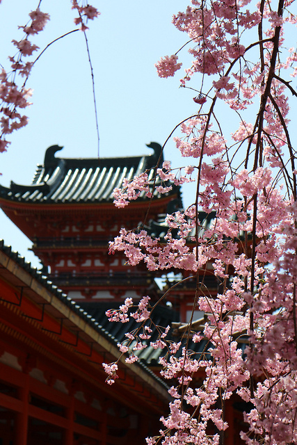 春の京都 平安神宮・京都御苑・毘沙門堂・醍醐寺の満開のしだれ桜と御所一般公開