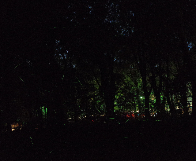RICOH GRで下鴨神社蛍火の茶会でホタル撮影リベンジ