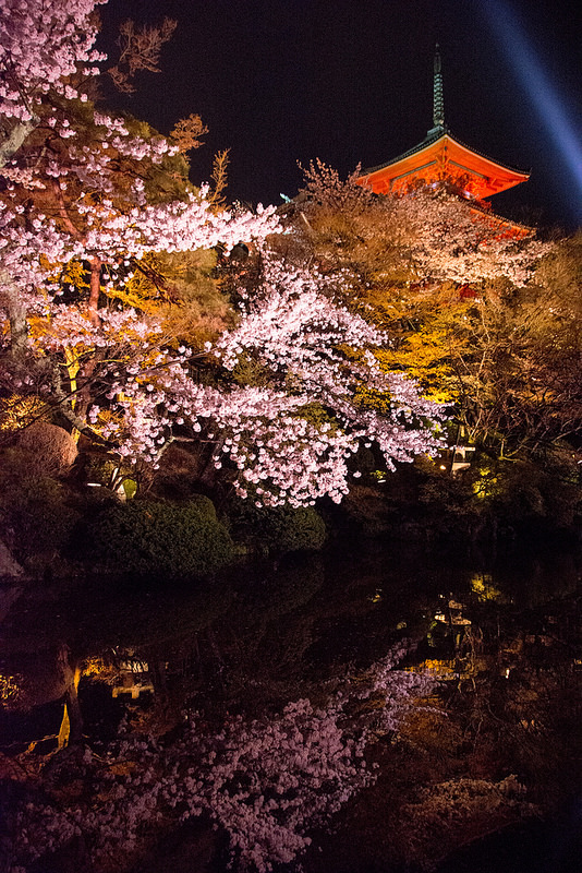 京都 清水寺 桜ライトアップ