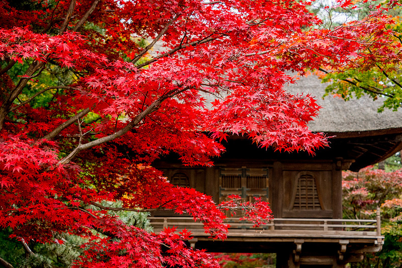 平林寺の紅葉と睡足軒の森ライトアップ