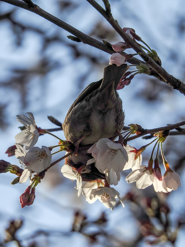 Nikon COOLPIX P900で桜と鳥とライブ＠錦糸公園桜まつり