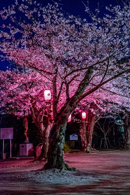 木更津 太田山公園で夜桜を楽しむ