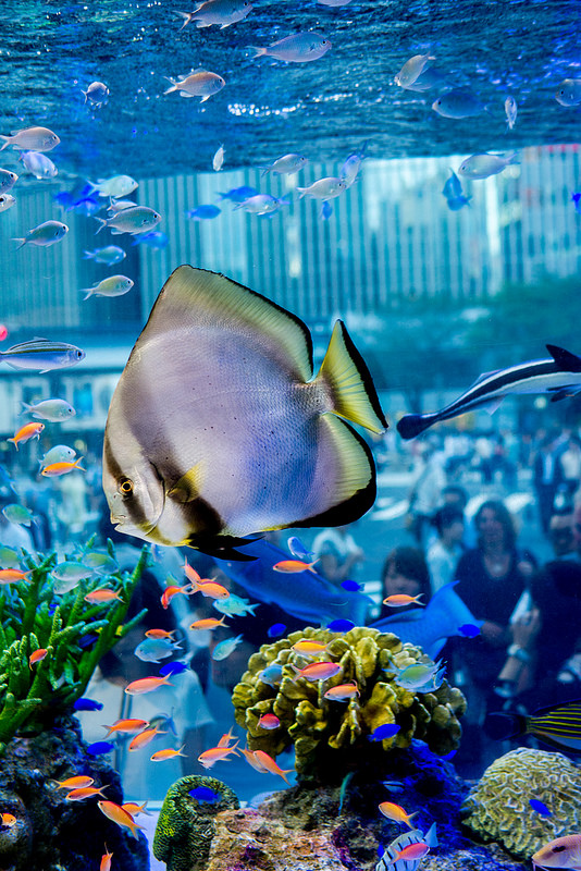 美ら海の魚が銀座を泳ぐ Sony Aquarium