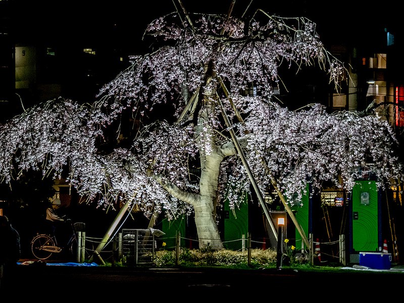 錦糸公園の夜桜 #エア花見