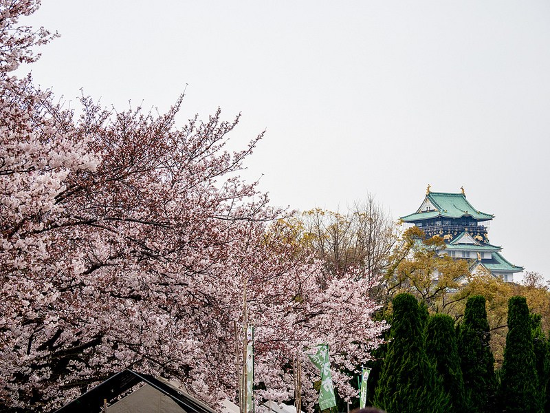 大阪城公園の桜  #桜 #Locketsリレー