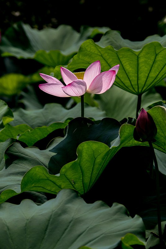 上野不忍池 一面に咲く蓮の花