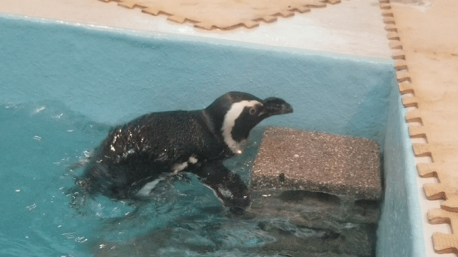 可愛いペンギンと一緒に飲める ペンギンのいるBAR池袋