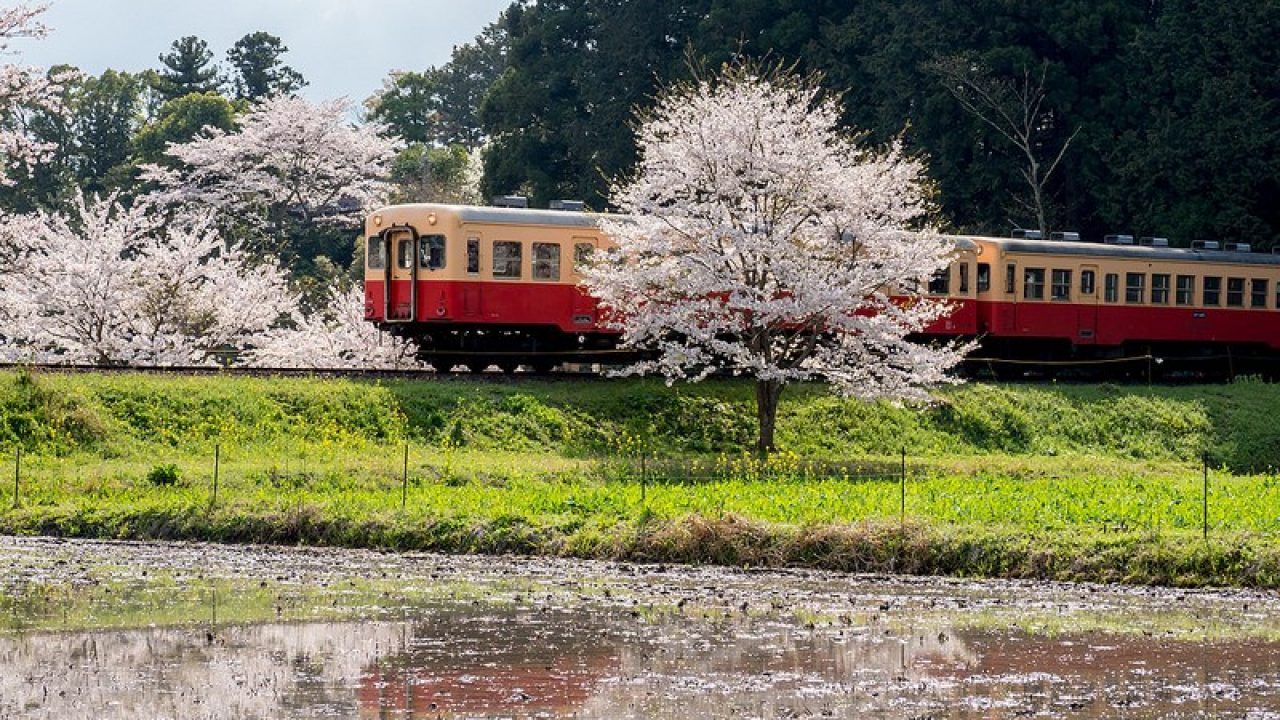 小湊鉄道・いすみ鉄道と満開の桜と一面の菜の花 #Locketsリレー2018春