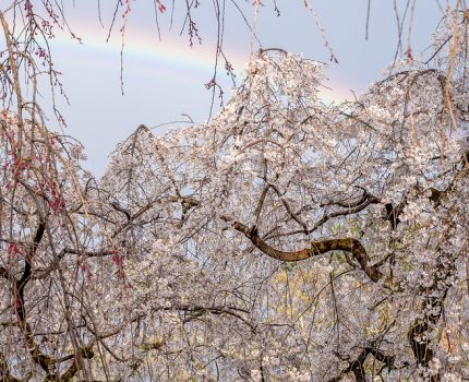 京都の桜散歩 京都御苑 出水の枝垂れ桜 近衛邸跡の糸桜と偶然の虹 #桜 #京都 #虹