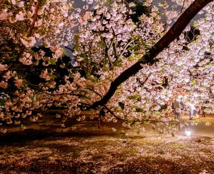 新宿御苑でゆったり夜桜を楽しむ 八重桜ライトアップ #桜