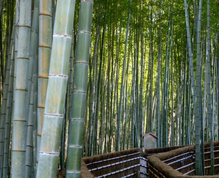 京都 嵐山 嵯峨野 苔と竹と梅