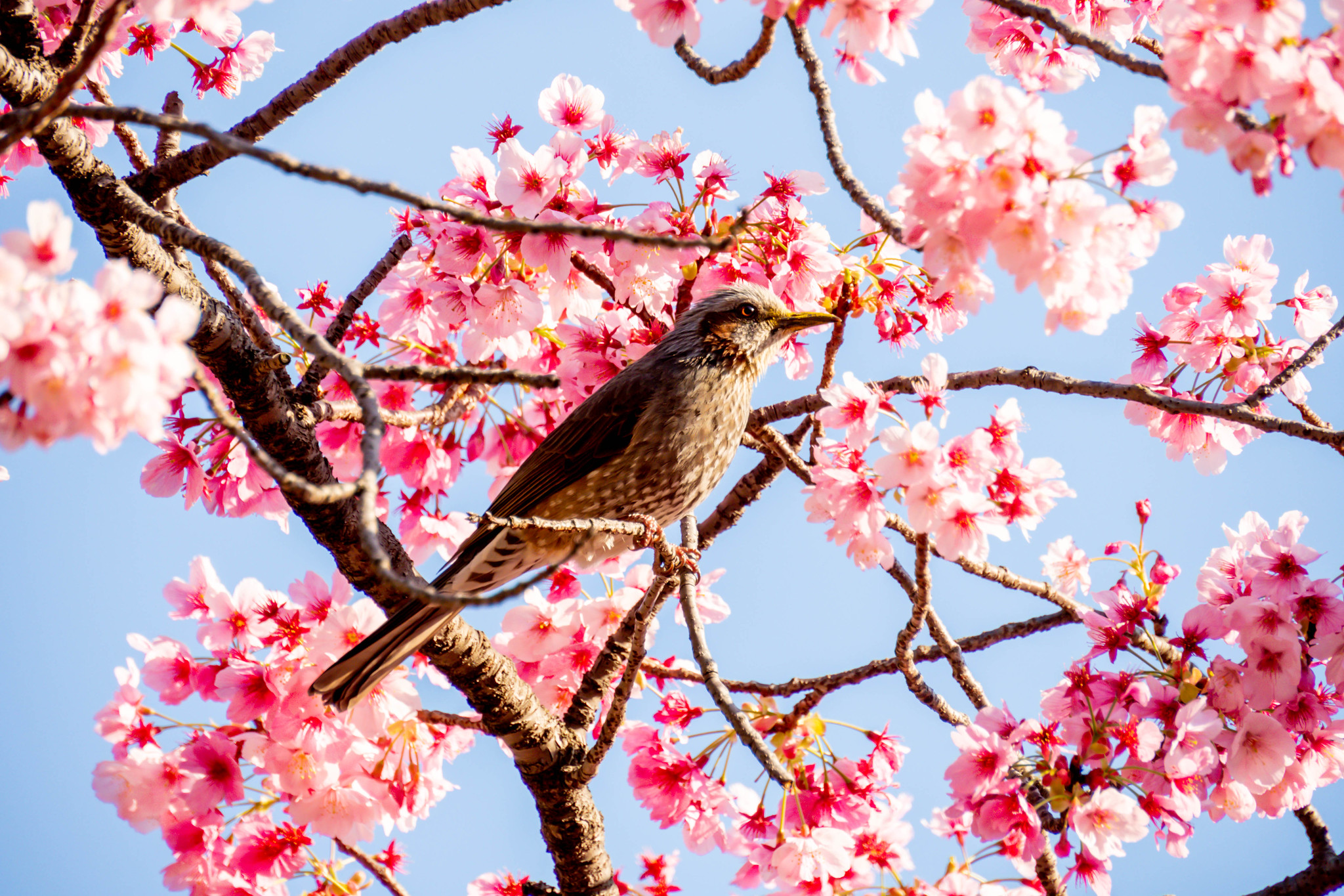 上野恩賜公園の桜とヒヨドリ #桜