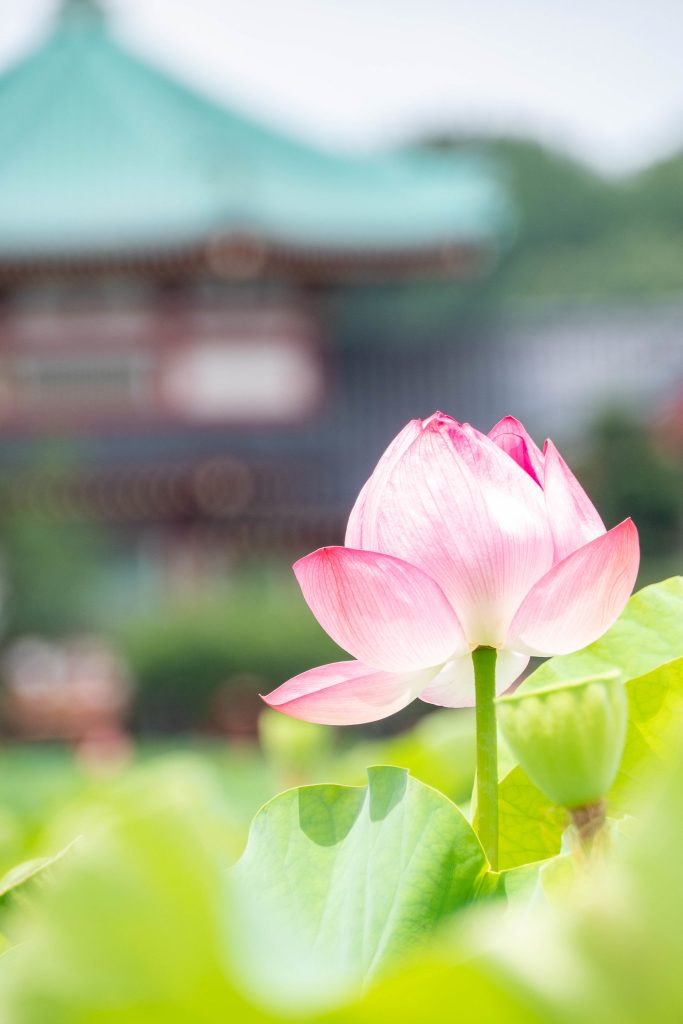 東風終（岩峰啓一）作品『蓮の花／Lotus flower』 東風終（岩峰啓一）作品『蓮の花／Lotus flower』 東風終（岩峰啓一