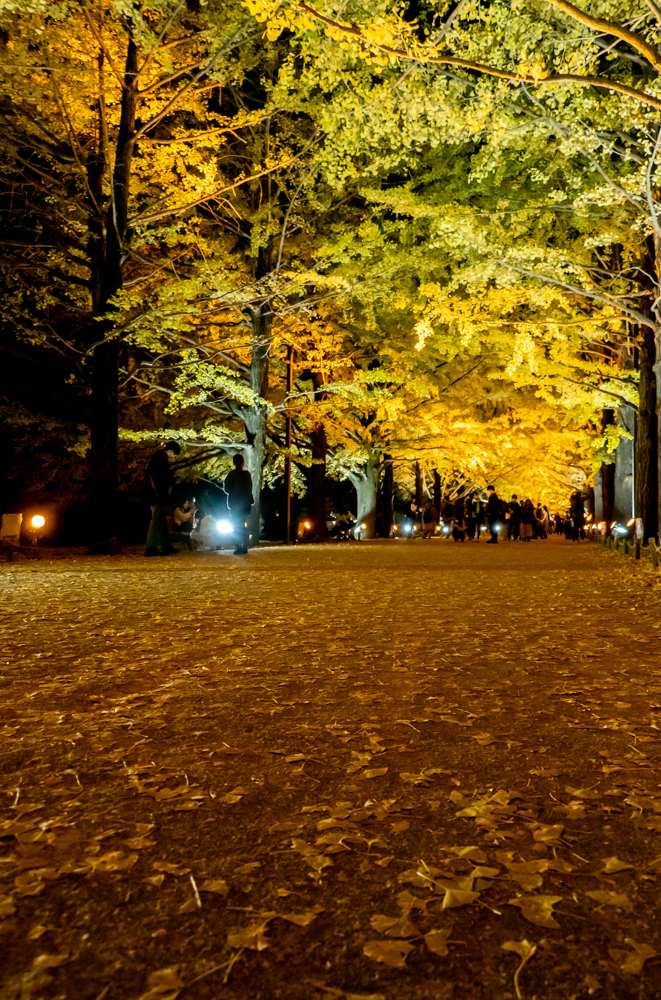 夕焼けとライトアップのイチョウ並木 昭和記念公園 黄葉紅葉まつり2020
