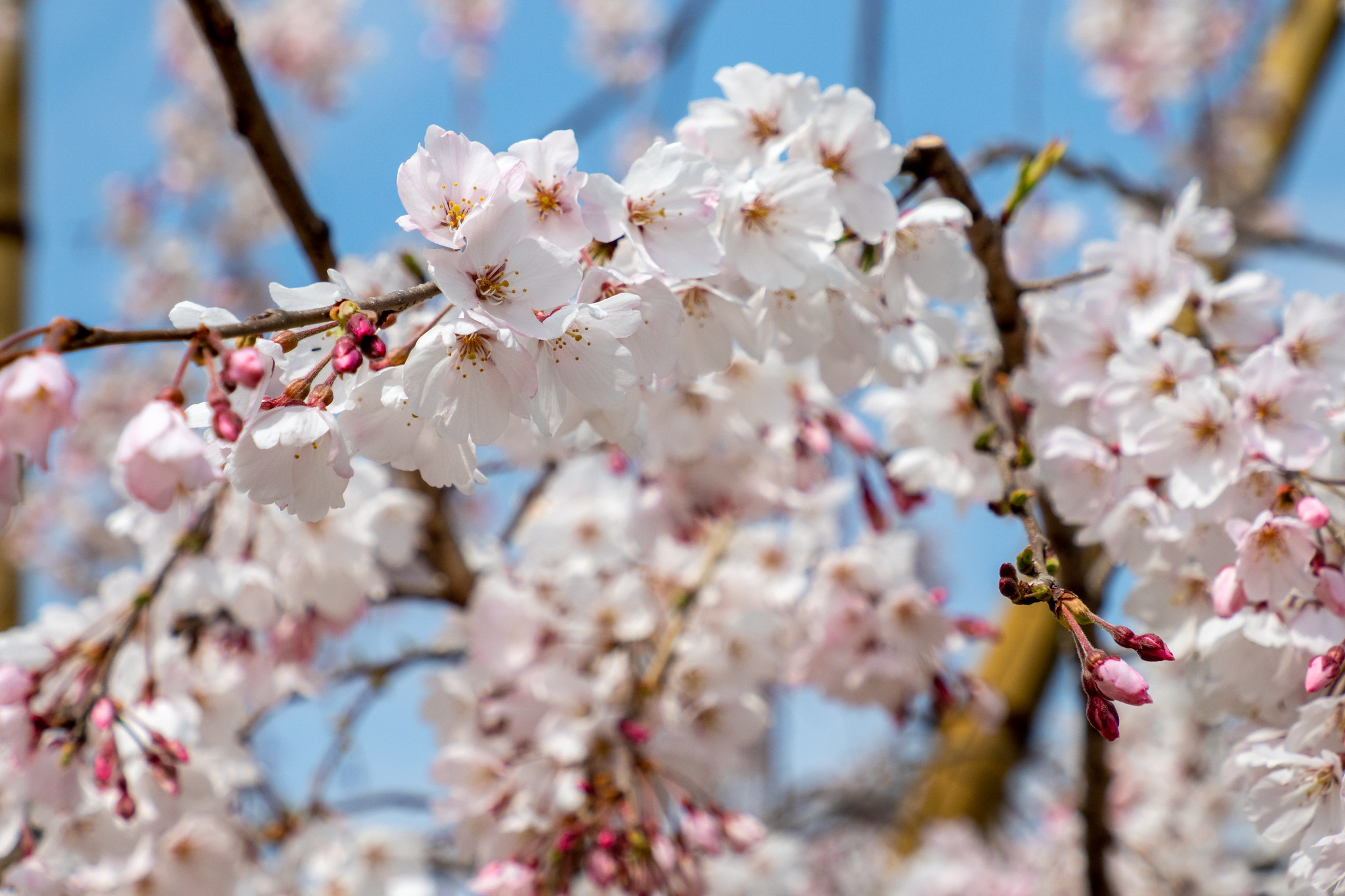 錦糸公園の桜 ソメイヨシノはまだだけど枝垂れ桜が見頃