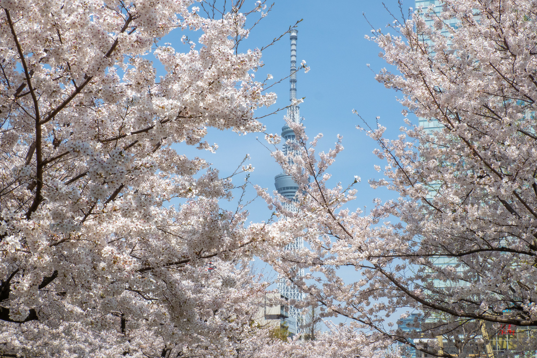 満開の桜を観ながら 錦糸公園 大横川親水公園 隅田公園 を散歩