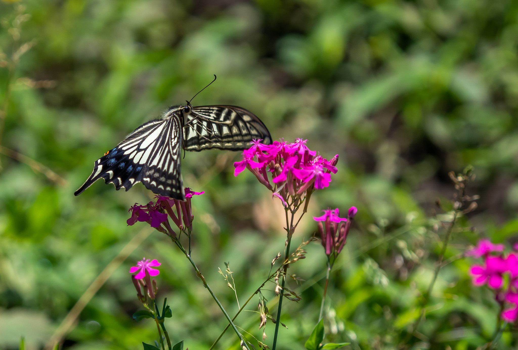 花と蝶と鳥を眺めながら散歩 東綾瀬公園と白鷺公園