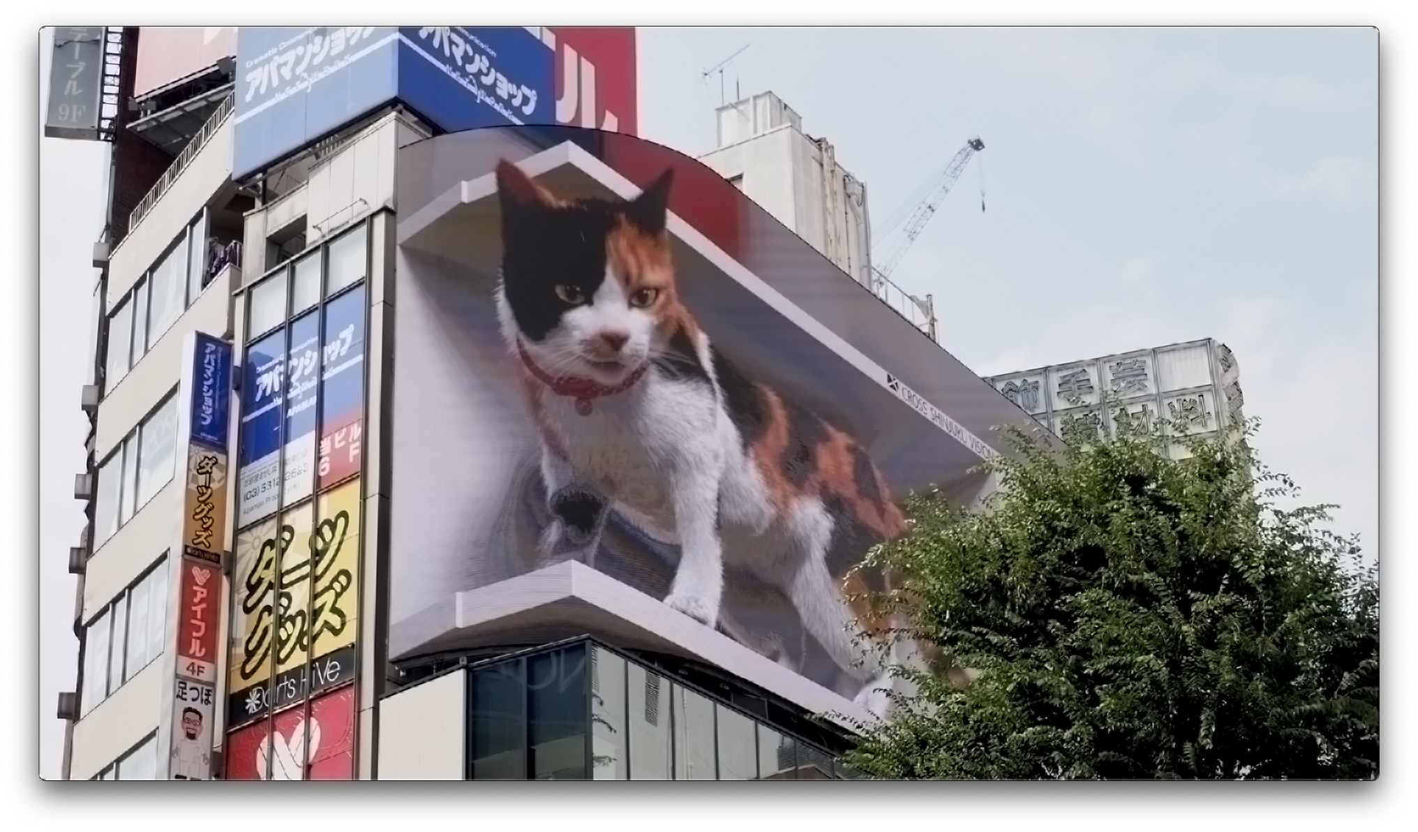 新宿東口 巨大3D三毛猫 動画フリッカーの後処理軽減