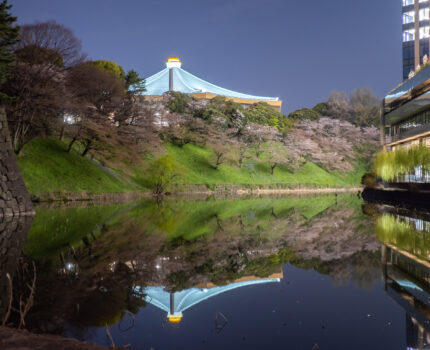 OM-1で夜桜を昼間のように撮影 皇居外苑北の丸公園 #千鳥ヶ淵 と #牛ヶ淵 の #白夜桜 #OM1 #桜