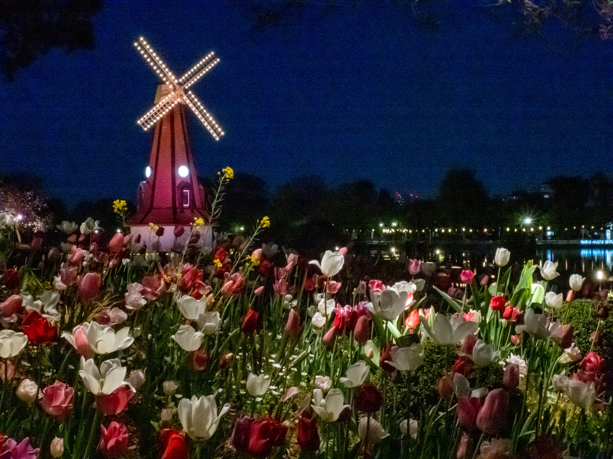 チューリップと風車と八重桜のライトアップ #花と光のムーブメント 都立浮間公園 #チューリップ #桜 #OM1