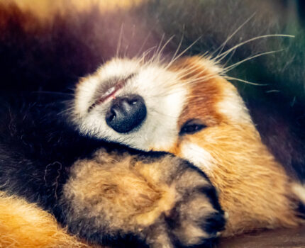 双子パンダなど観てきました #上野動物園 #パンダ #OM1