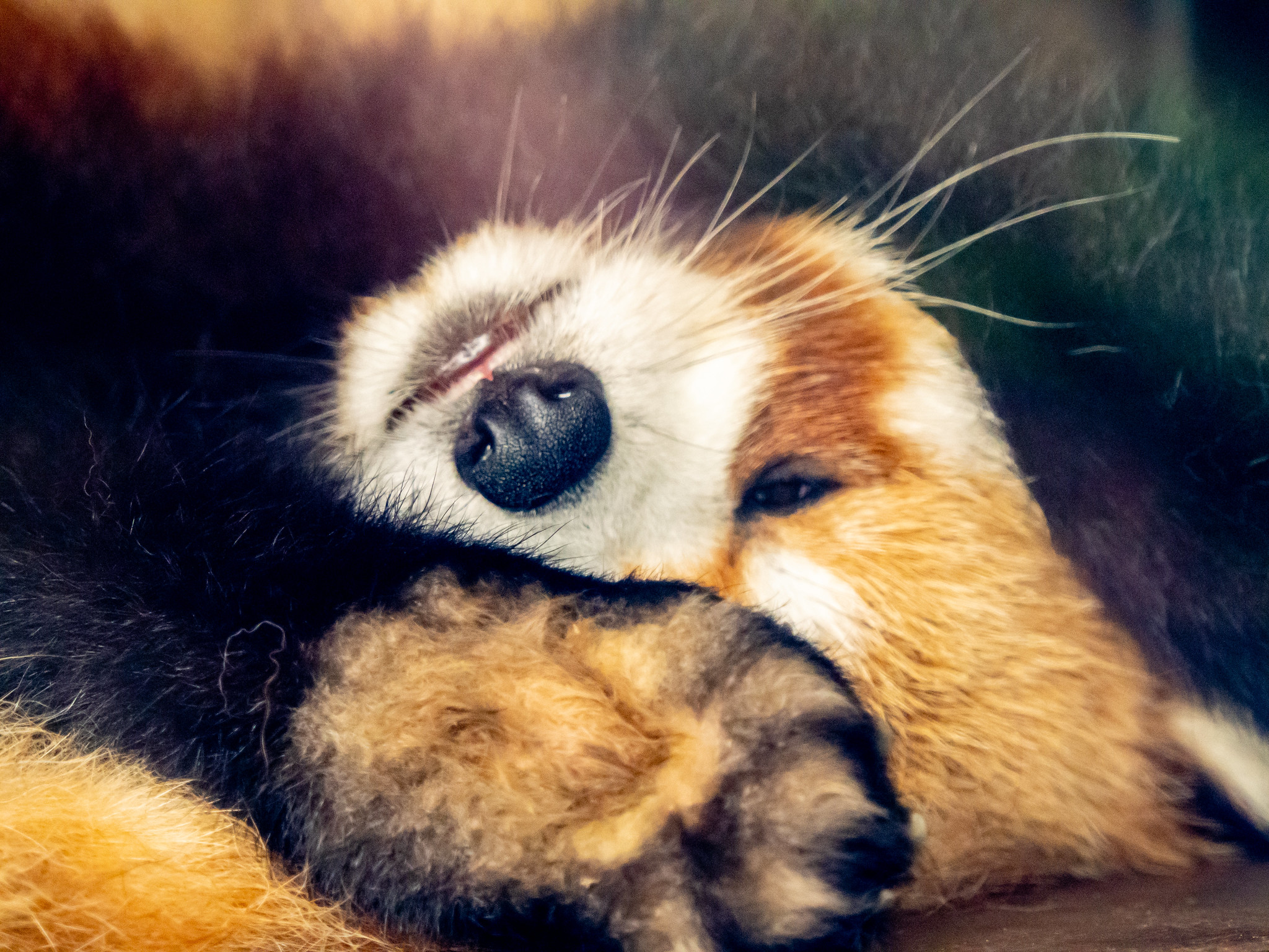 双子パンダなど観てきました #上野動物園 #パンダ #OM1