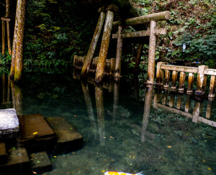 鹿島神宮 御手洗池はとても幻想的なフォトスポット 楼門や西の一の鳥居なども #鹿島神宮 #御手洗池 #鳥居 #要石