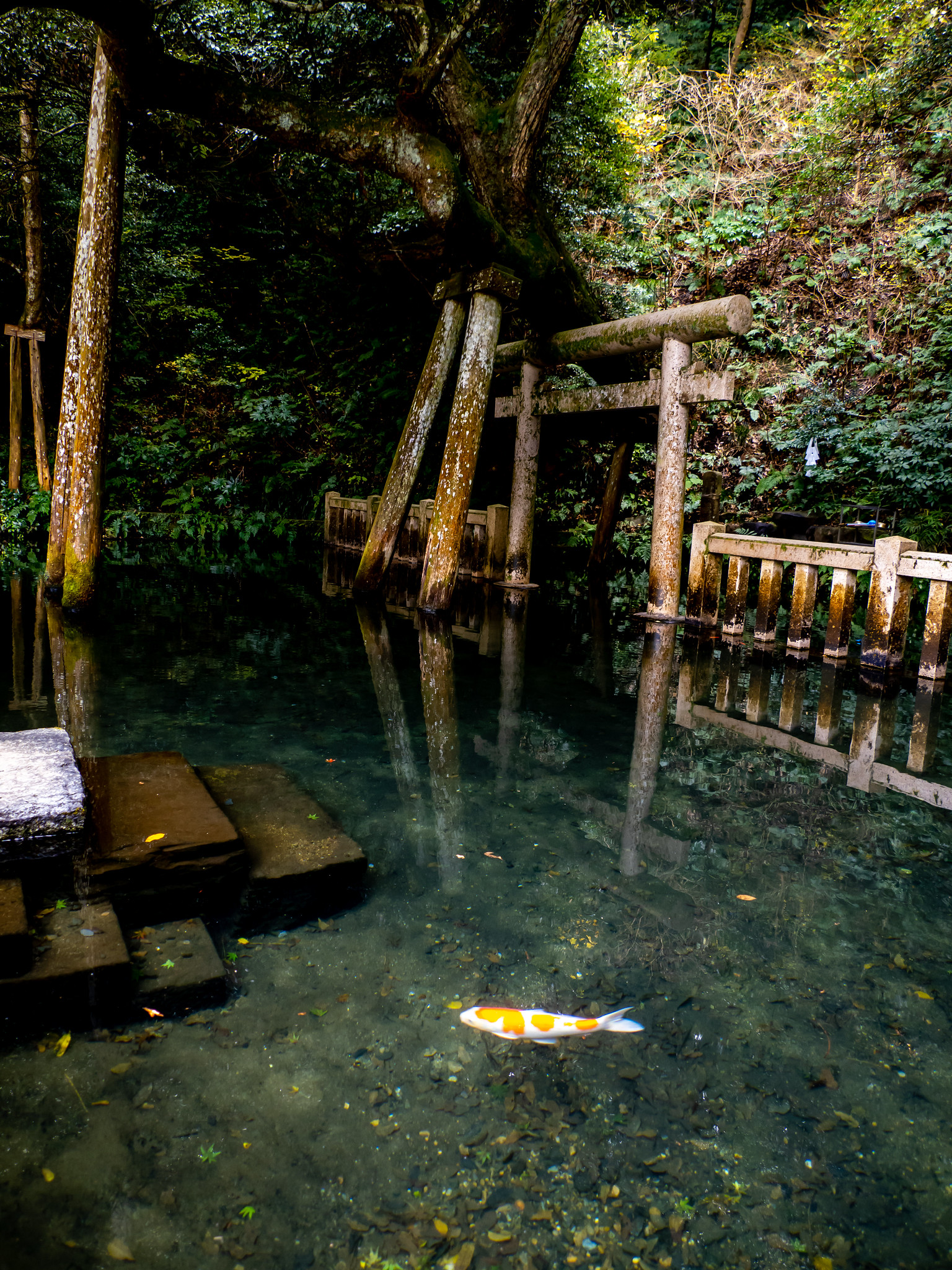 鹿島神宮 御手洗池はとても幻想的なフォトスポット 楼門や西の一の鳥居なども #鹿島神宮 #御手洗池 #鳥居 #要石