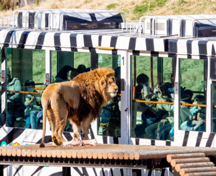 ライオンバスで間近からライオンを観察 #多摩動物公園