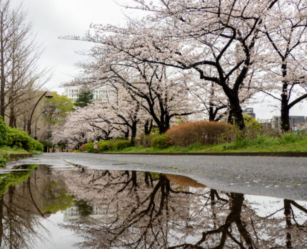 満開の桜とリフレクション