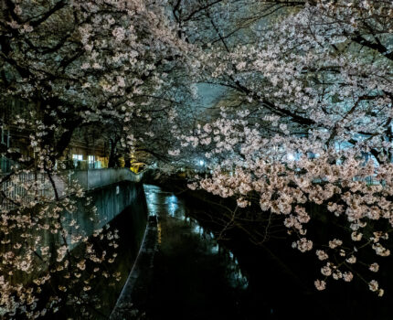 夜桜 高田馬場の神田川 と 千鳥ヶ淵ライトアップ