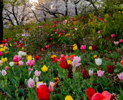 北東京で桜だけでないお花見 その４ チューリップと桜のコラボ 都立浮間公園 #桜 #チューリップ #板橋区 #浮間公園