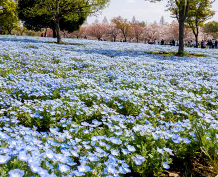 北東京で桜だけでないお花見 その１ ネモフィラと桜のコラボ 都立舎人公園 #桜 #ネモフィラ #足立区 #舎人公園