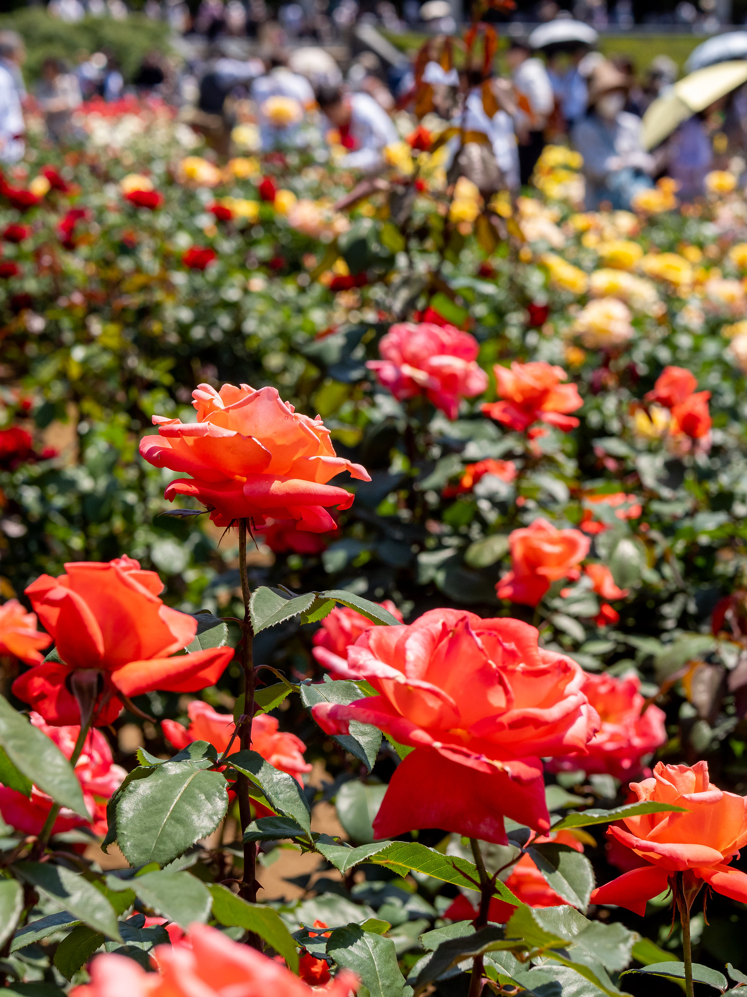 調布 #神代植物公園 #ばら園 多品種のバラが満開で見応えたっぷり #みどりの日