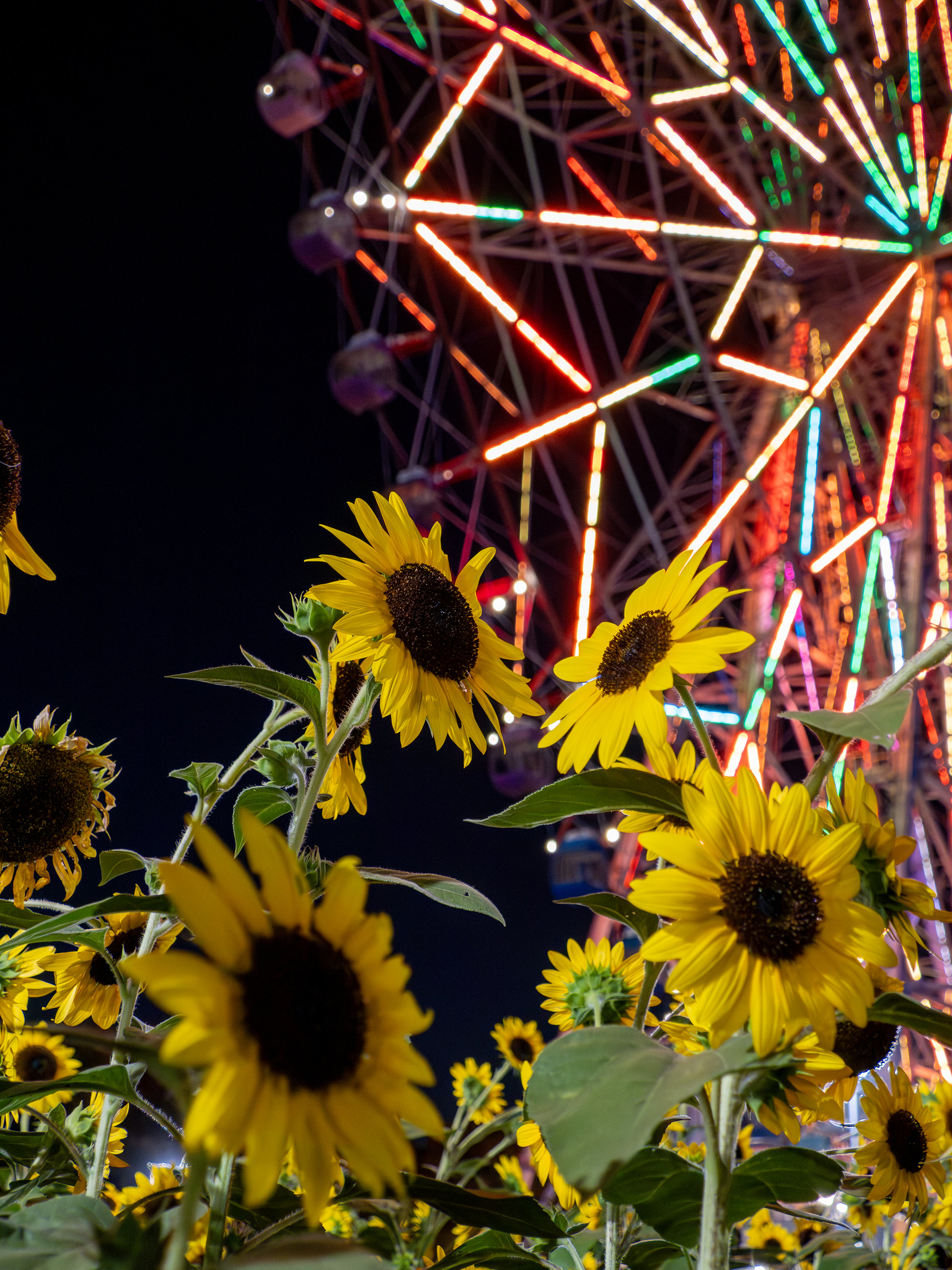 #葛西臨海公園 #花と光のムーブメント 夜のひまわりライトアップと大観覧車 #ひまわり