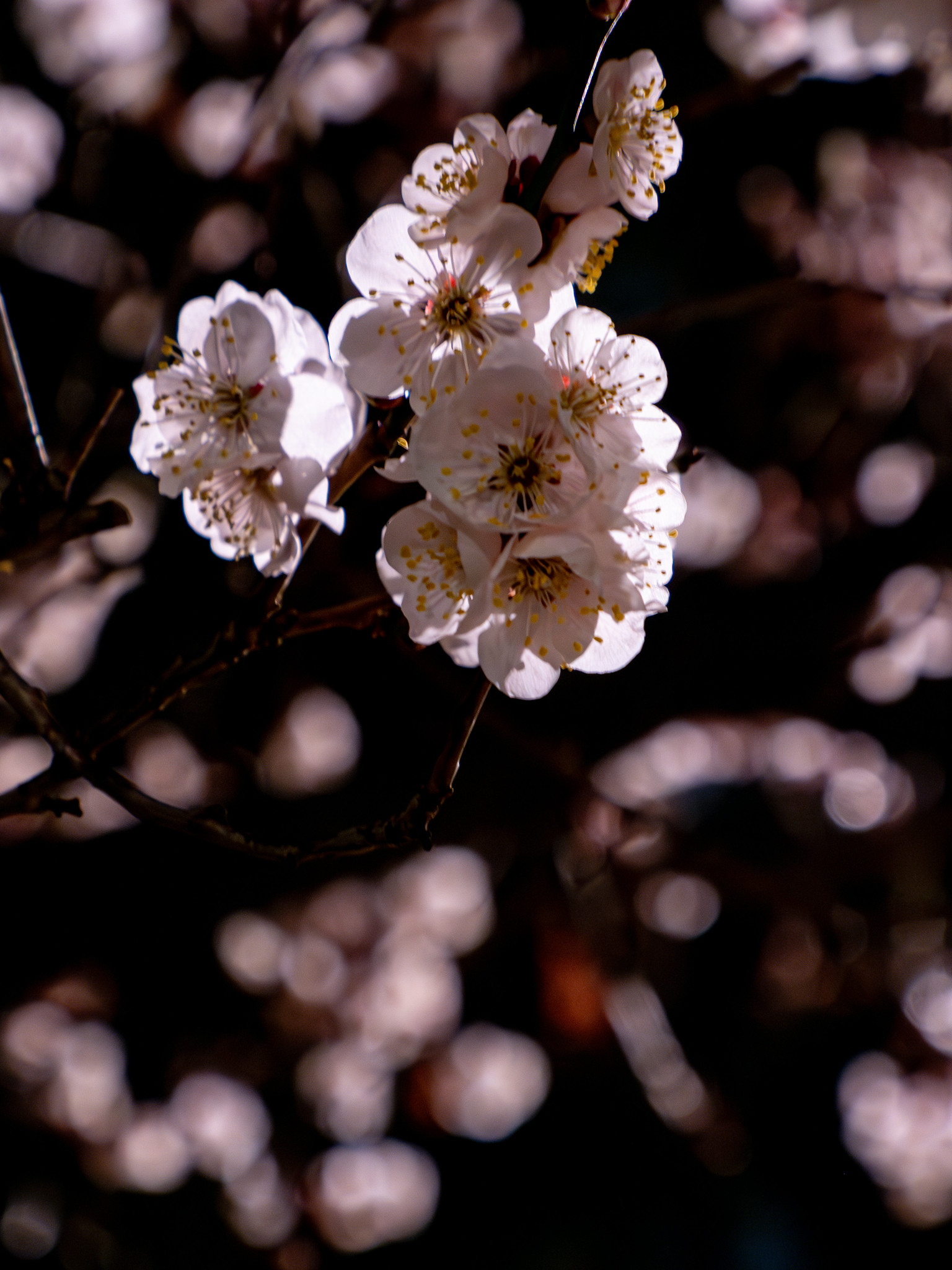夜の亀戸天神社の梅と錦糸公園の河津桜と東京スカイツリー #夜梅 #夜桜 #スカイツリー
