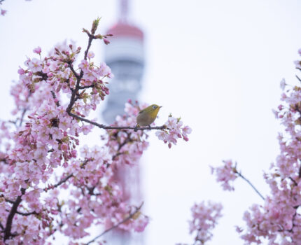 #東京タワー と #河津桜 と #菜の花 と #メジロ のコラボ #芝公園