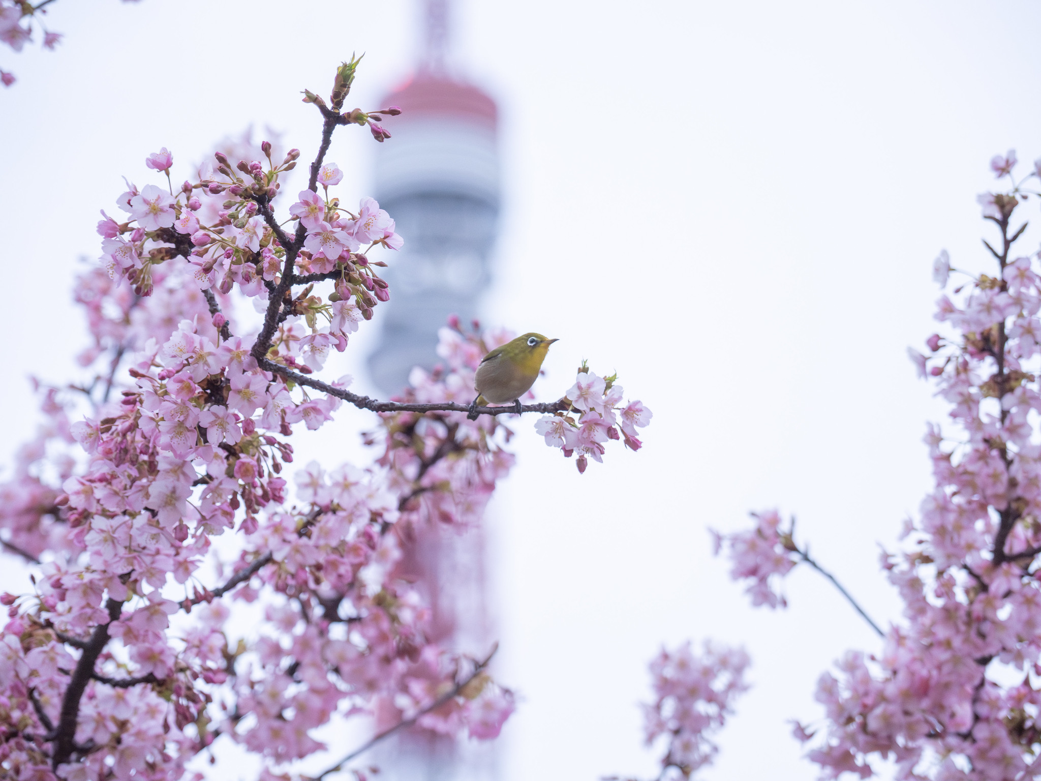 #東京タワー と #河津桜 と #菜の花 と #メジロ のコラボ #芝公園