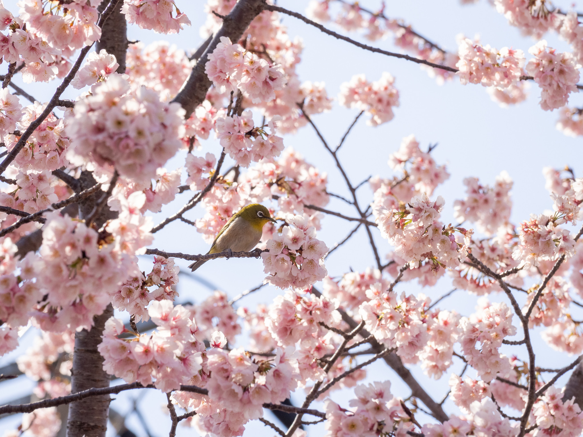 河津桜後ソメイヨシノ前の今が見頃の桜 埼玉県川口市の #安行桜 の名所 #密蔵院 などで花見しました