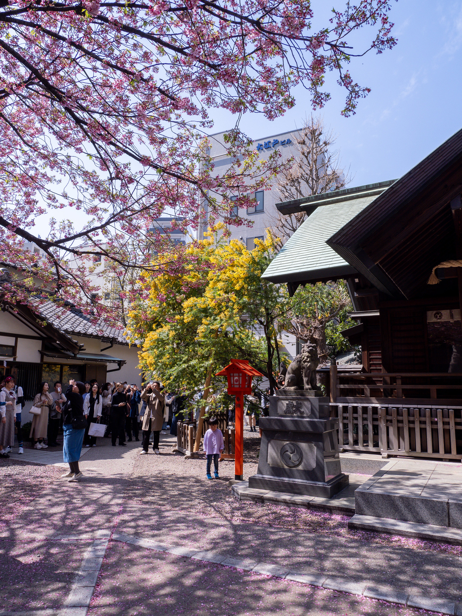蔵前神社と東京スカイツリー #河津桜 #ミモザ