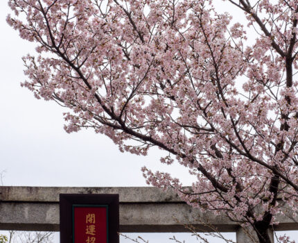 京都嵐山 車折神社の桜