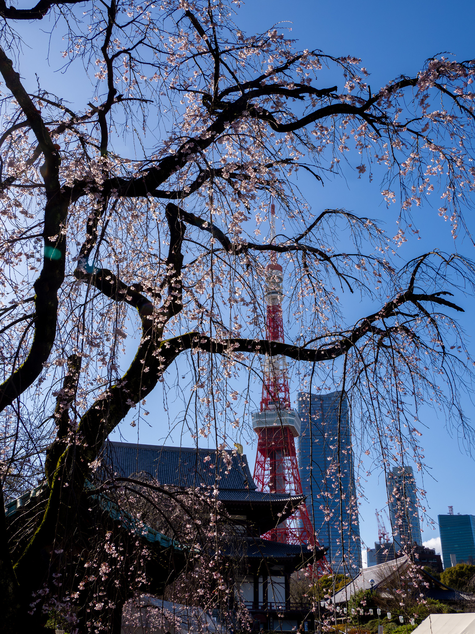 #増上寺 の 枝垂れ桜 と #東京タワー の こいのぼり と #麻布台ヒルズ の 眺望と花 スカイロビー無料開放は4/17まで