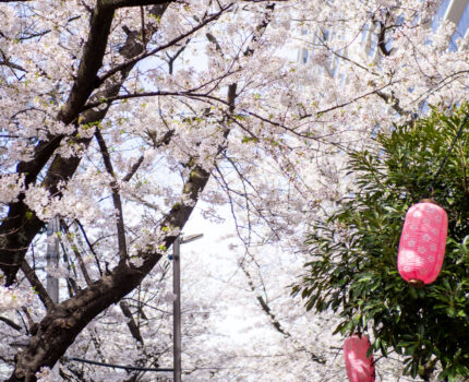 桜散歩 亀戸緑道公園 #東京 #桜