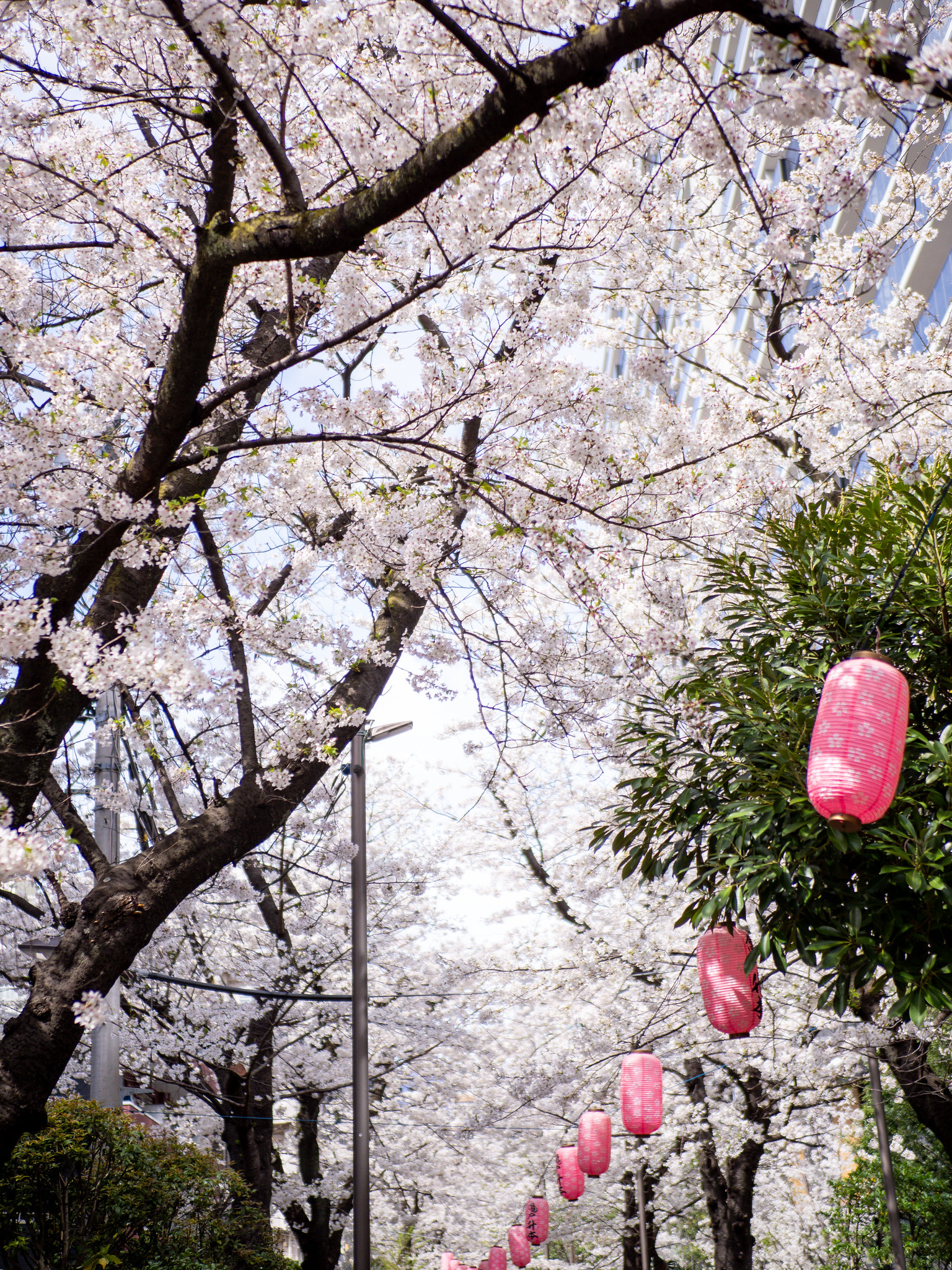 桜散歩 亀戸緑道公園 #東京 #桜