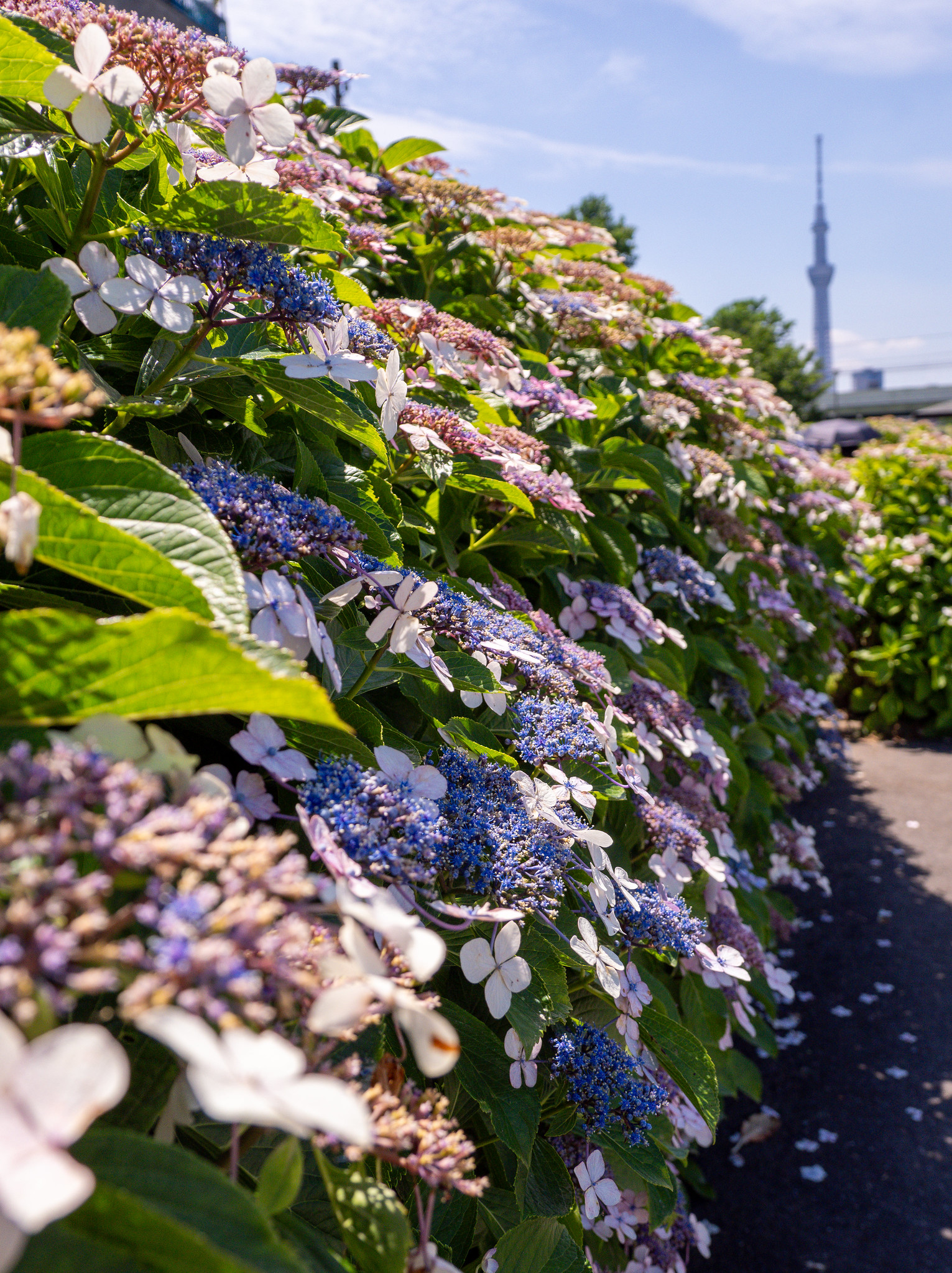 旧中川水辺公園の紫陽花